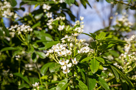 Mexican orange blossom in spring, a Background Photo by GoodGoods