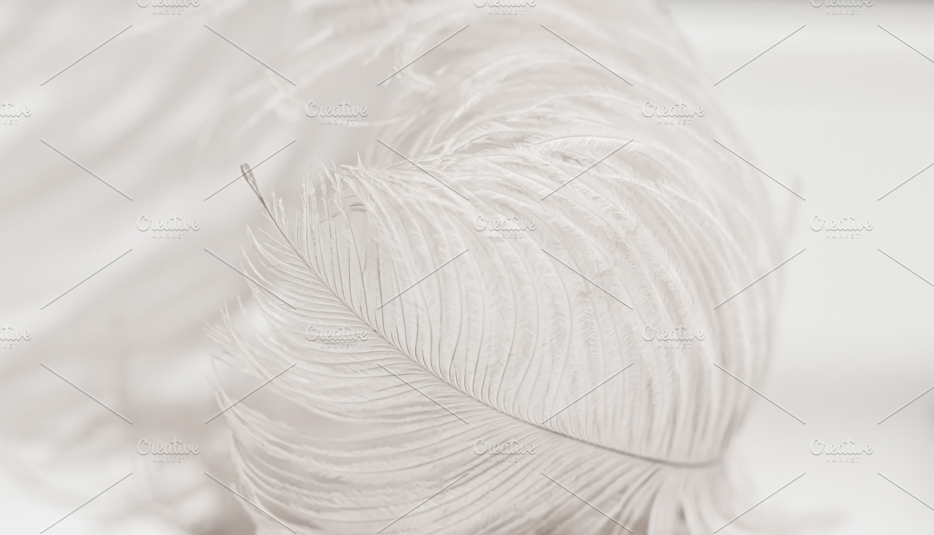 Softness containing abstract, angel, and animal, an Abstract Photo by J&M Diversity