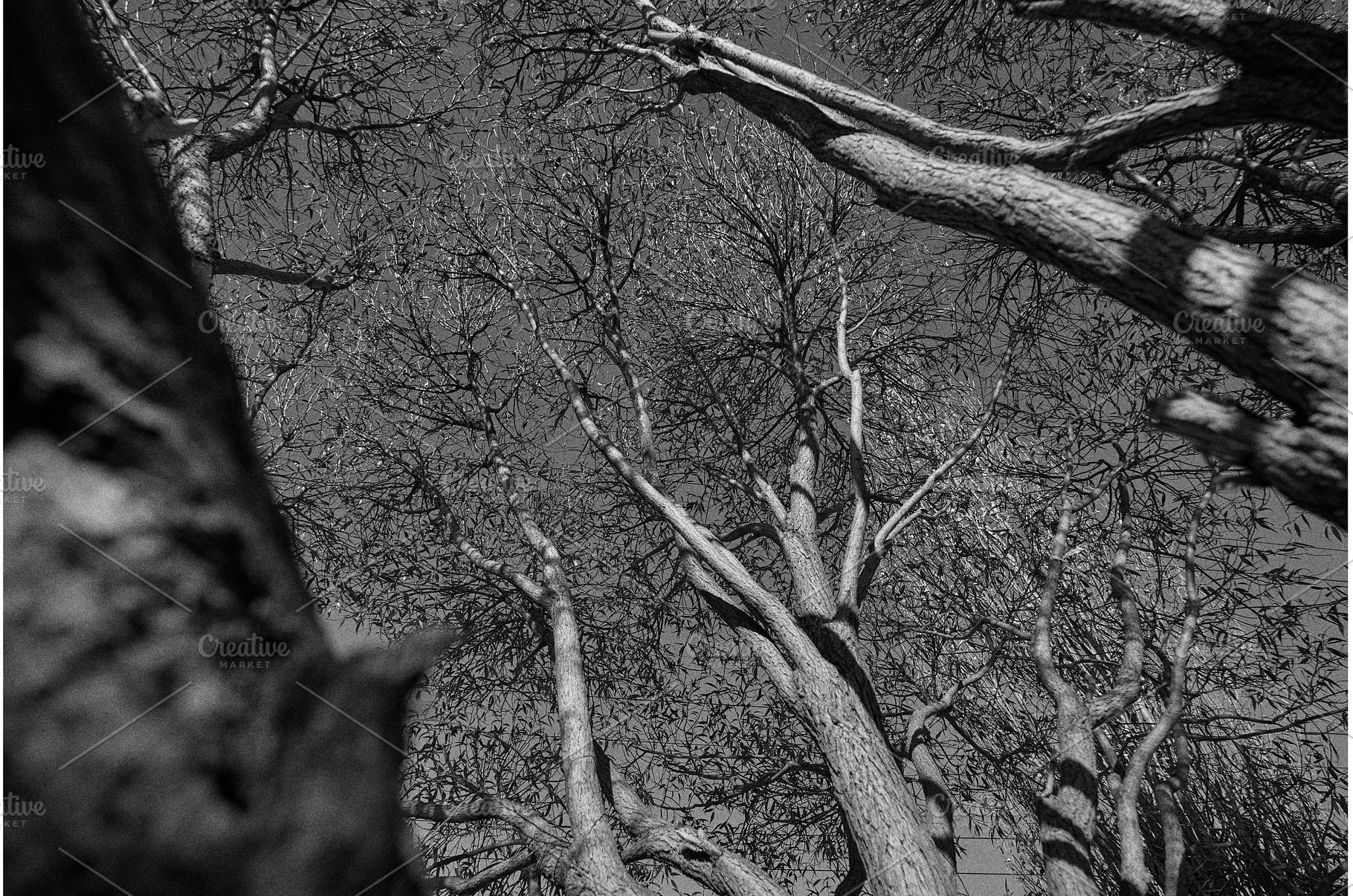 Tall trees stretching towards the, a Nature Photo by darksoul72