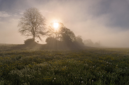 Sunrise on the meadow full of flowers, a Nature Photo by Dreamy Pixel