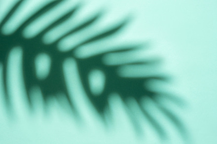Shadows from palm leaves, a Nature Photo by Olena Rudo
