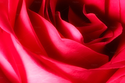 Macro photo of A beautiful red rose, a Photo by Peopleimages.com