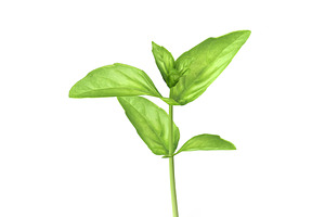 Cinnamon Basil