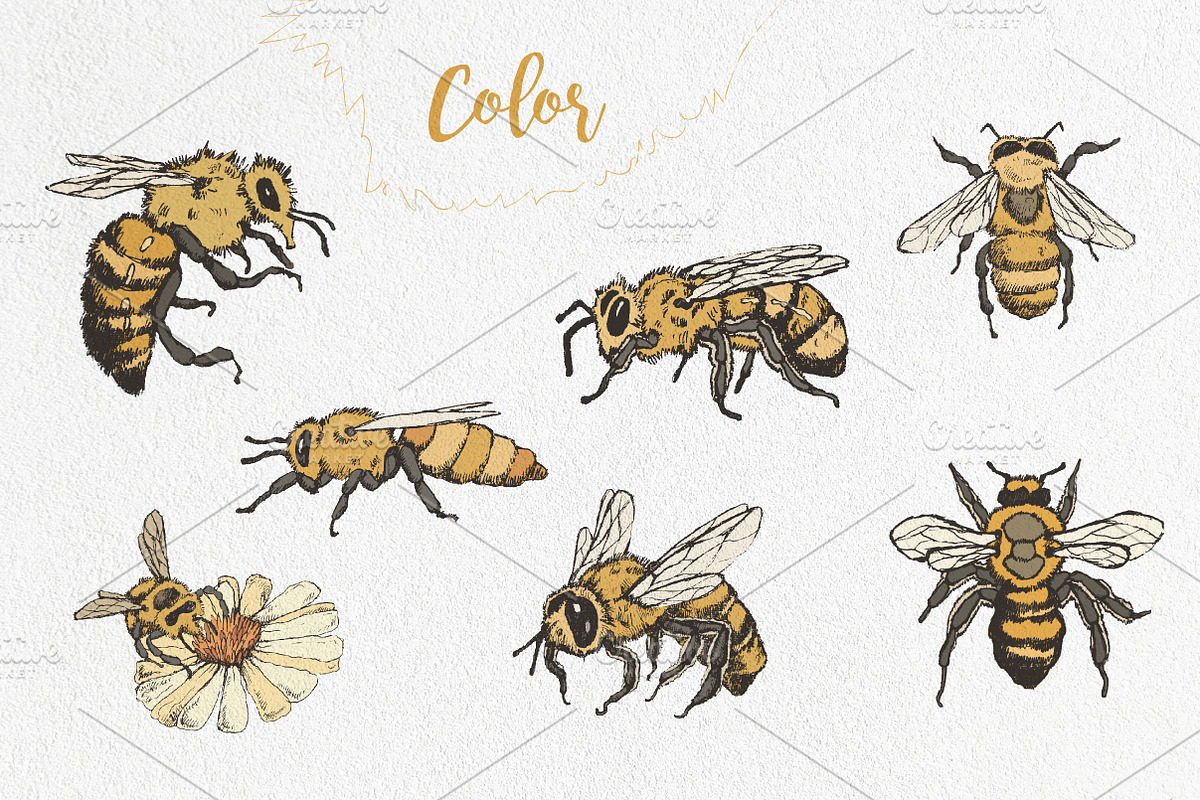 Honey bees, an Illustration by Onceli*art (Photo 2 of 7)