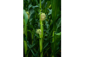 Close-up of corn stalks with fresh, a Nature Photo by volodymyrshtun13795