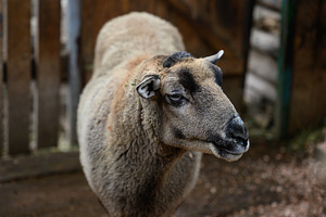 Close-up of a gray sheep in an enclosure on a farm., an Animal Photo by ndanko