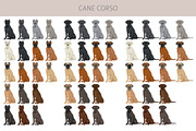 Cane Corso dog clip art, an Animal Illustration by pet design shop (Thumbnail 4 of 9)