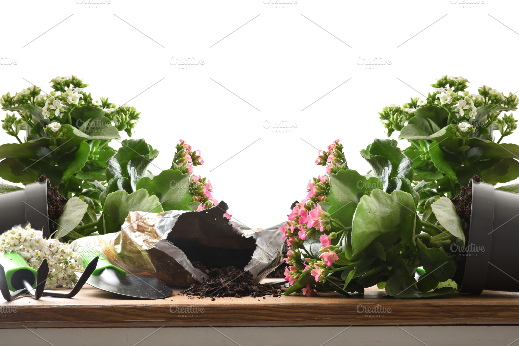 Spilled Soil and Fallen Kalanchoe Plants, a Nature Photo by Davizro's Market