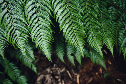 Fern Leaves,Dark green fern foliage, a Nature Photo by Art Rachen