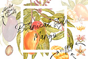 Mango clipart in botanical style, a Food Illustration by Ann Astro (Thumbnail 2 of 10)