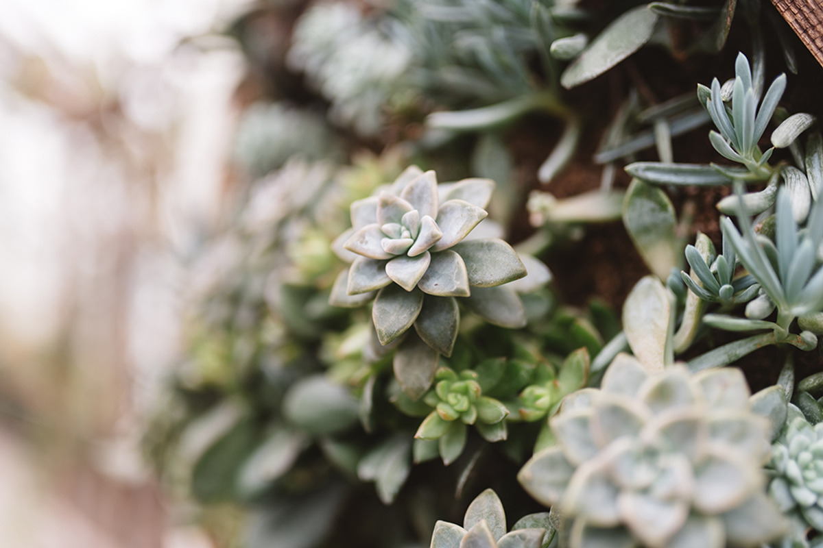 Succulents stock photo containing succulent and plant, a Nature Photo by Chelsea Victoria (Photo 1 of 2)