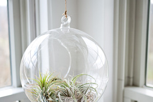 Air Plant Globe