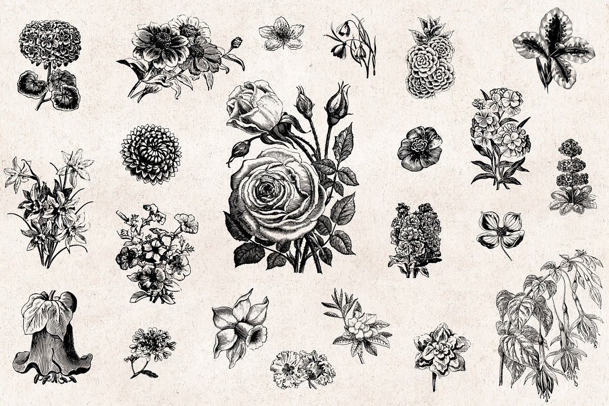 Flowers Engravings, an Object Graphic by Graphic Goods (Photo 2 of 6)