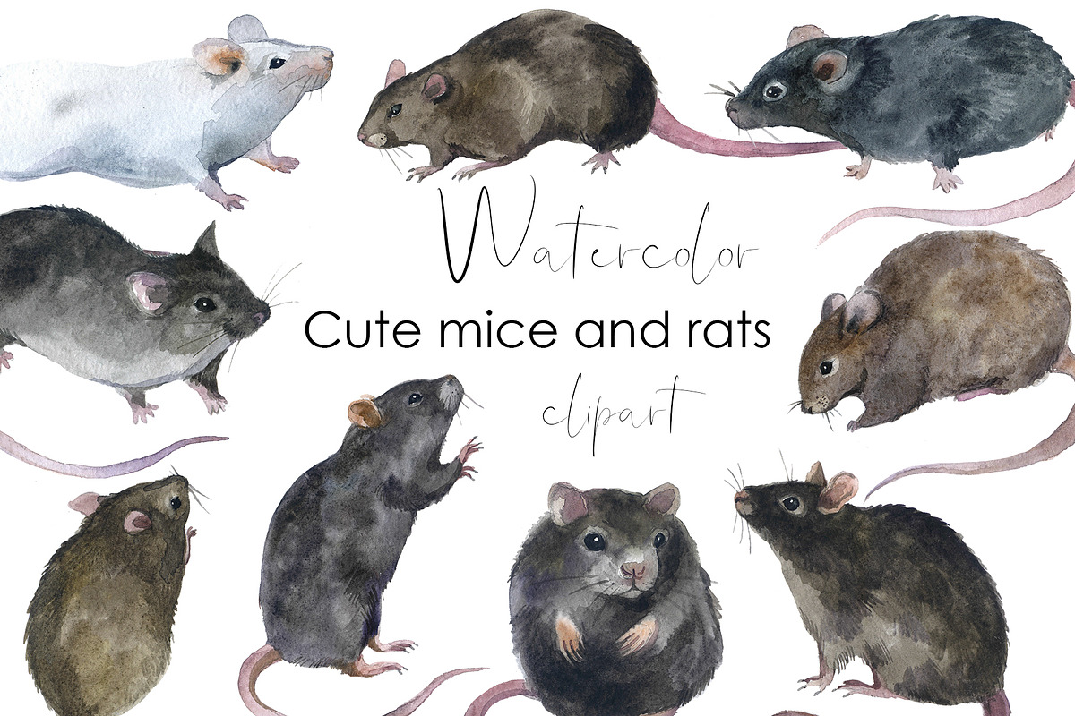 Watercolor rodents Clipart png, an Animal Illustration by KomtsyanTatyanaArt (Photo 1 of 4)
