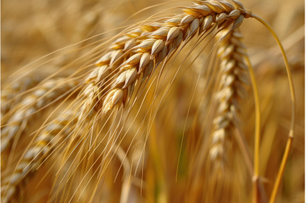 Plentiful Barley wheat background, a Nature Photo by Ylivdesign