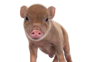 Red mini piglet on white background