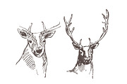 Hand drawn collection of deer, an Animal Illustration by TheMountBirdStudio (Thumbnail 2 of 6)