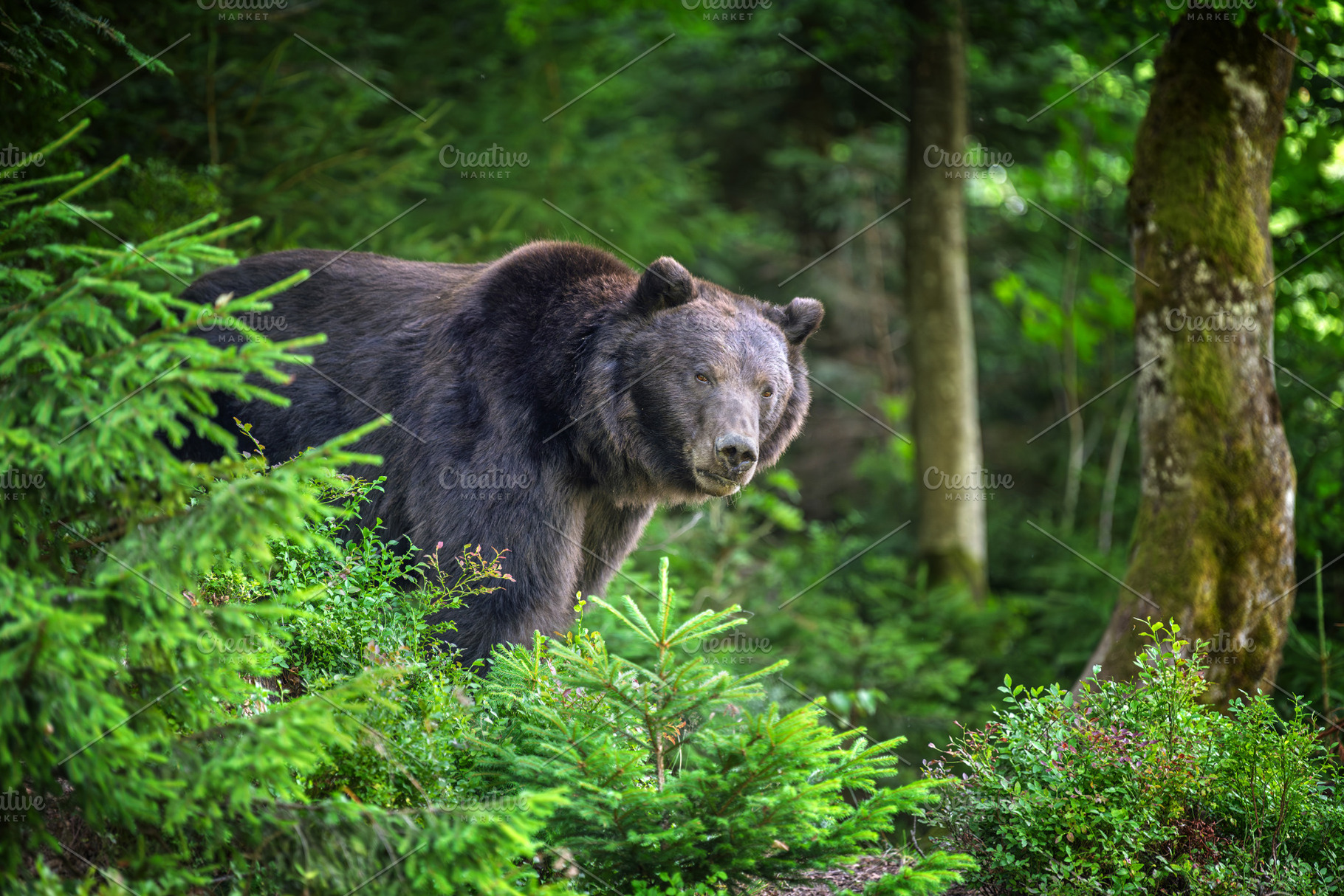 Brown bear standing among lush green foliage in a forest, surrou, an Animal Photo by Byrdyak