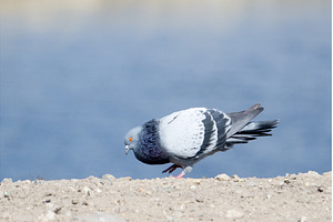 A carrier pigeon coos on a clay bank, an Animal Photo by Pakosta