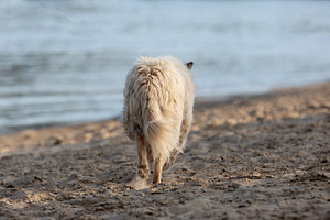 Fluffy dog walking along a sandy beach near calm water, captured from behind in, an Animal Photo by Ales Munt