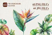 60 Watercolor Leaves Illustrations, a Decorative Illustration by Riswan Ratta (Thumbnail 1 of 5)
