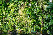 tropical pond in a rainforest mangrove, a Nature Photo by GoodGoods (Thumbnail 2 of 2)