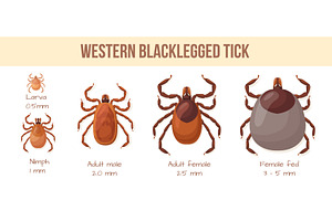 Ticks stage. Tick mites insect bug, an Animal Illustration by Stock-Smart-Start