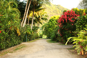 Beautiful Hawaiian Pathway