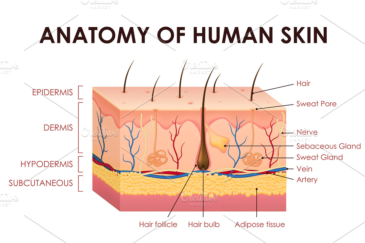 Human skin structure anatomy, a Healthcare Illustration by Vector Tradition
