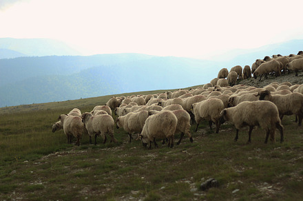 Sheep containing sheep, animals, and nature