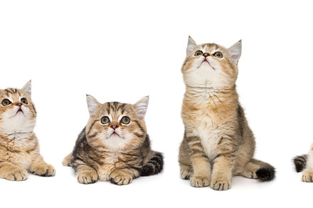 Four little kittens are looking up, an Animal Photo by Okssi68
