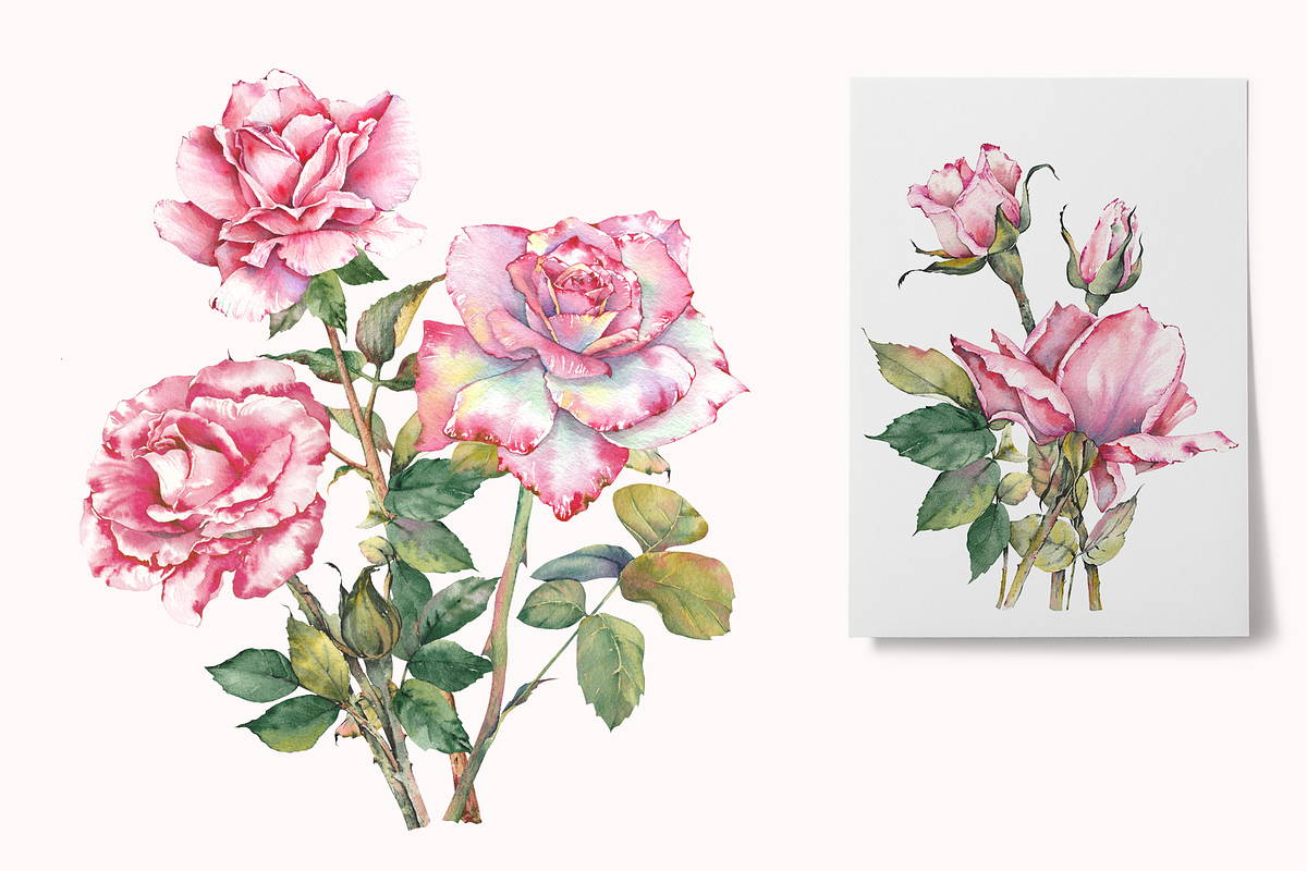 Watercolor Garden Rose Clipart, a Decorative Illustration by Jeanna Draw (Photo 11 of 11)