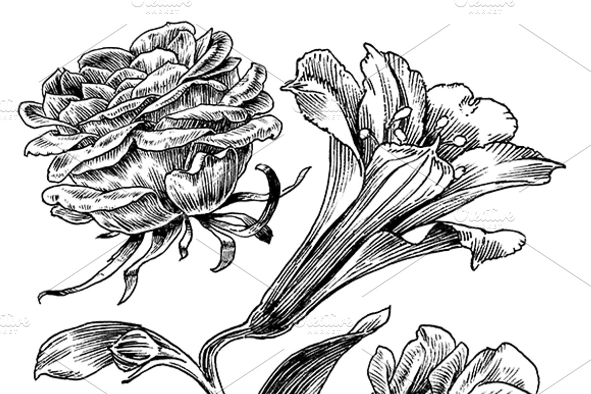 Ink flower set, a Decorative Illustration by RasterBird (Photo 4 of 10)