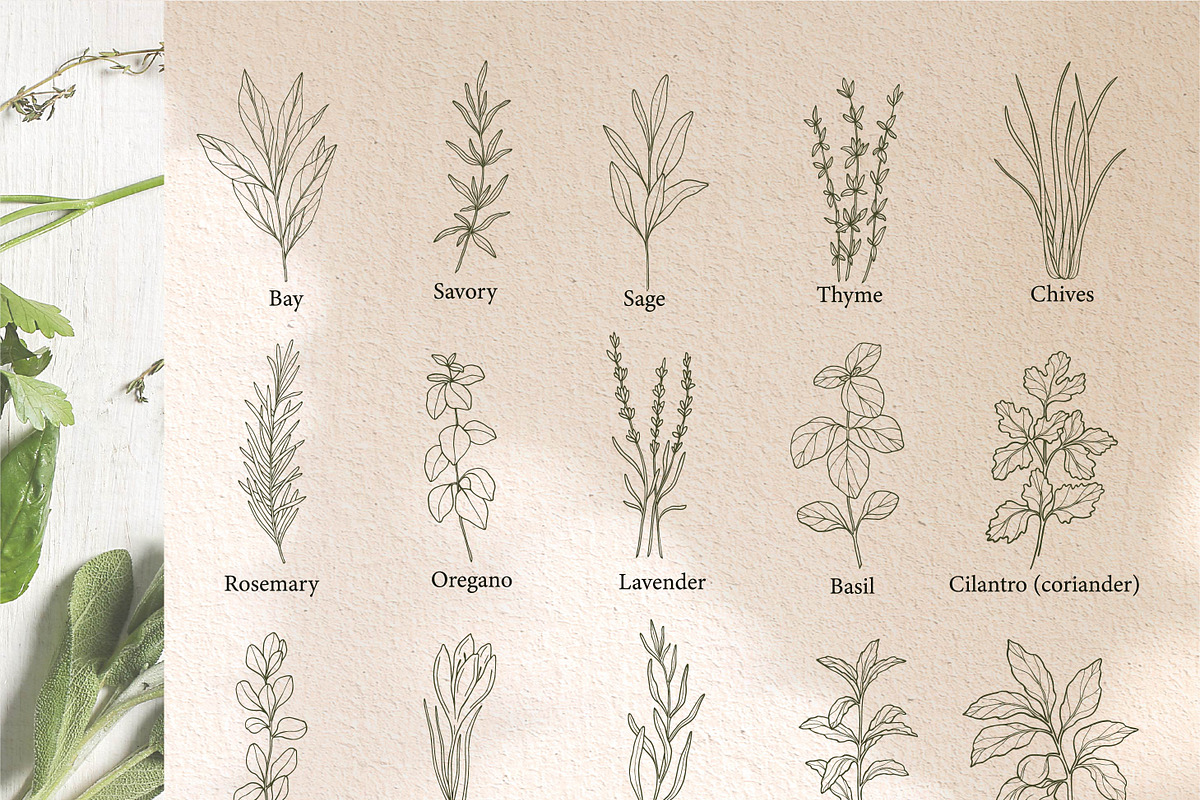 Hand drawn herbs and spices, an Object Illustration by RaDavCrafts (Photo 2 of 7)