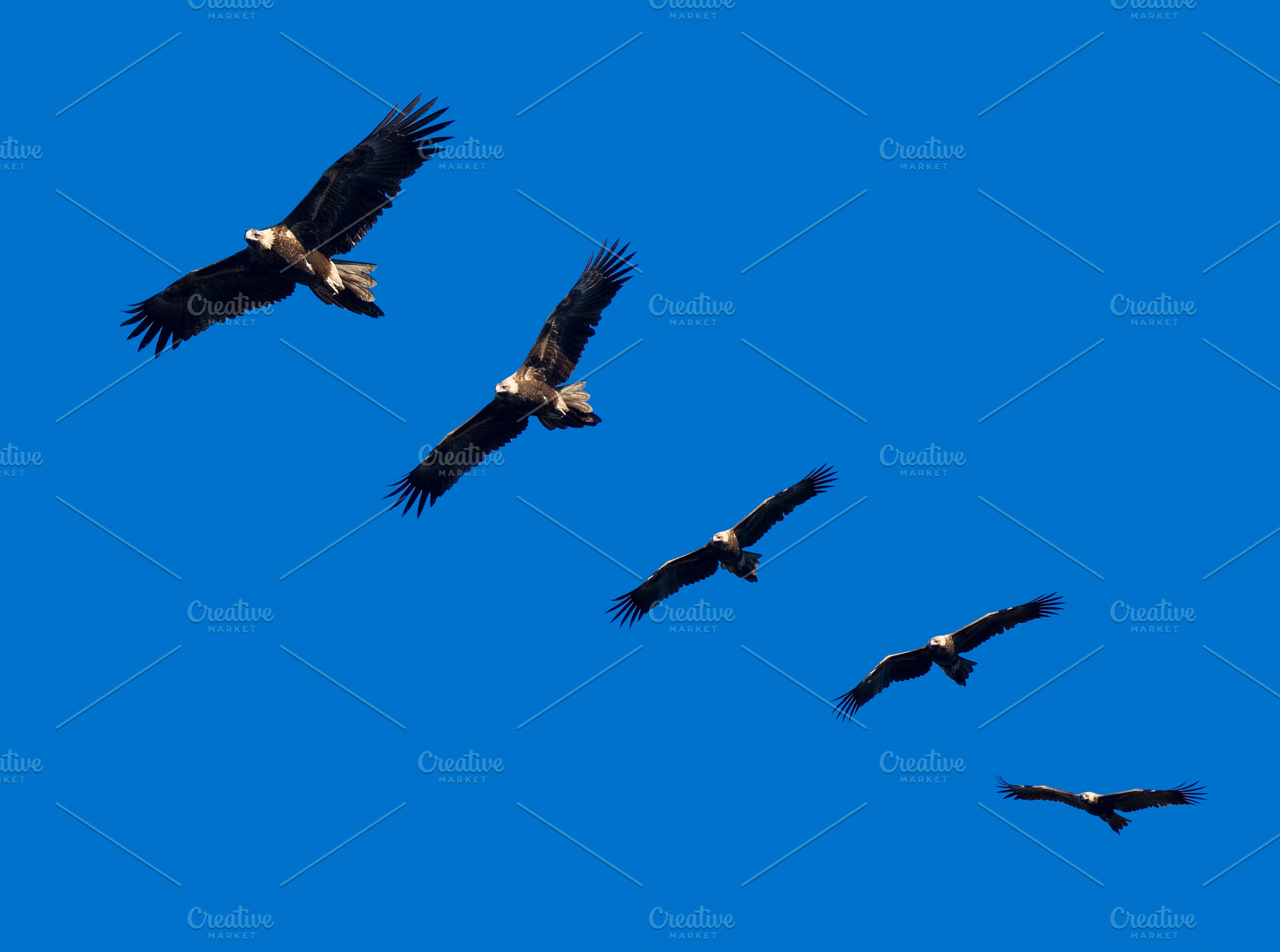 Wedge Tailed Eagle Montage, an Animal Photo by THP Creative