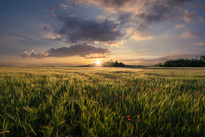 Sunny wheat field and flowers containing wheat, field, and agricultural