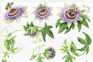 Watercolor Passion Flower.