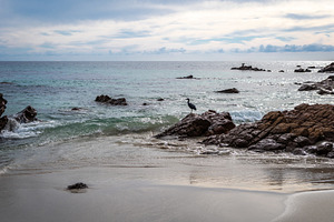 Pacific reef heron standing on coastal rocks at Stokes Bay Beach, a Nature Photo by GoodGoods
