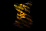 Line Art Lion Logo, a Branding & Logo Template by Designs Basket (Thumbnail 5 of 5)
