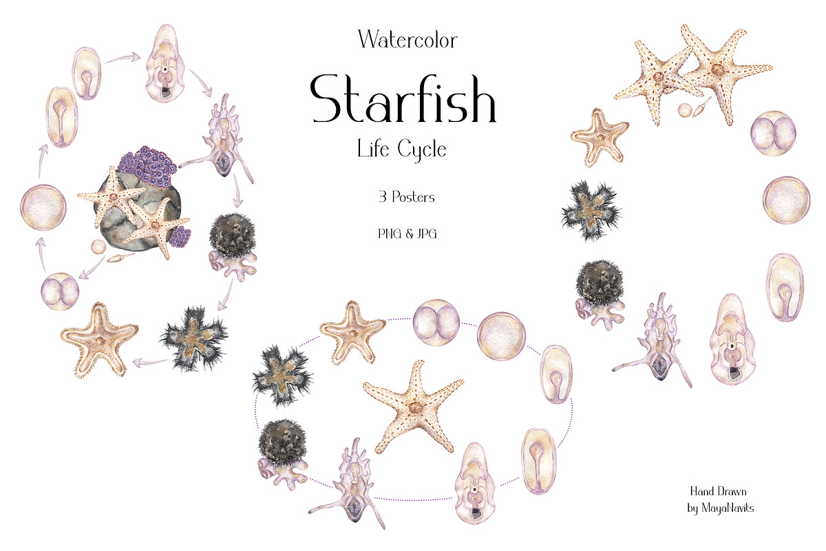 Watercolor Starfish Life Cycle Set, an Education Illustration by MayaNavits (Photo 5 of 8)