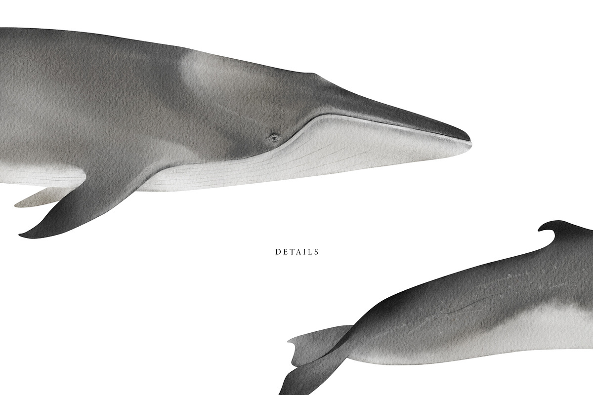 Watercolor Whales. Ocean animals set, an Animal Illustration by Diana Askarova Art (Photo 5 of 7)