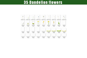 35 Dandelion Flowers Photo Overlays