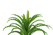Pogostemon helferi, a Plants & Tree 3D Model by AndrewWhite (Thumbnail 2 of 9)