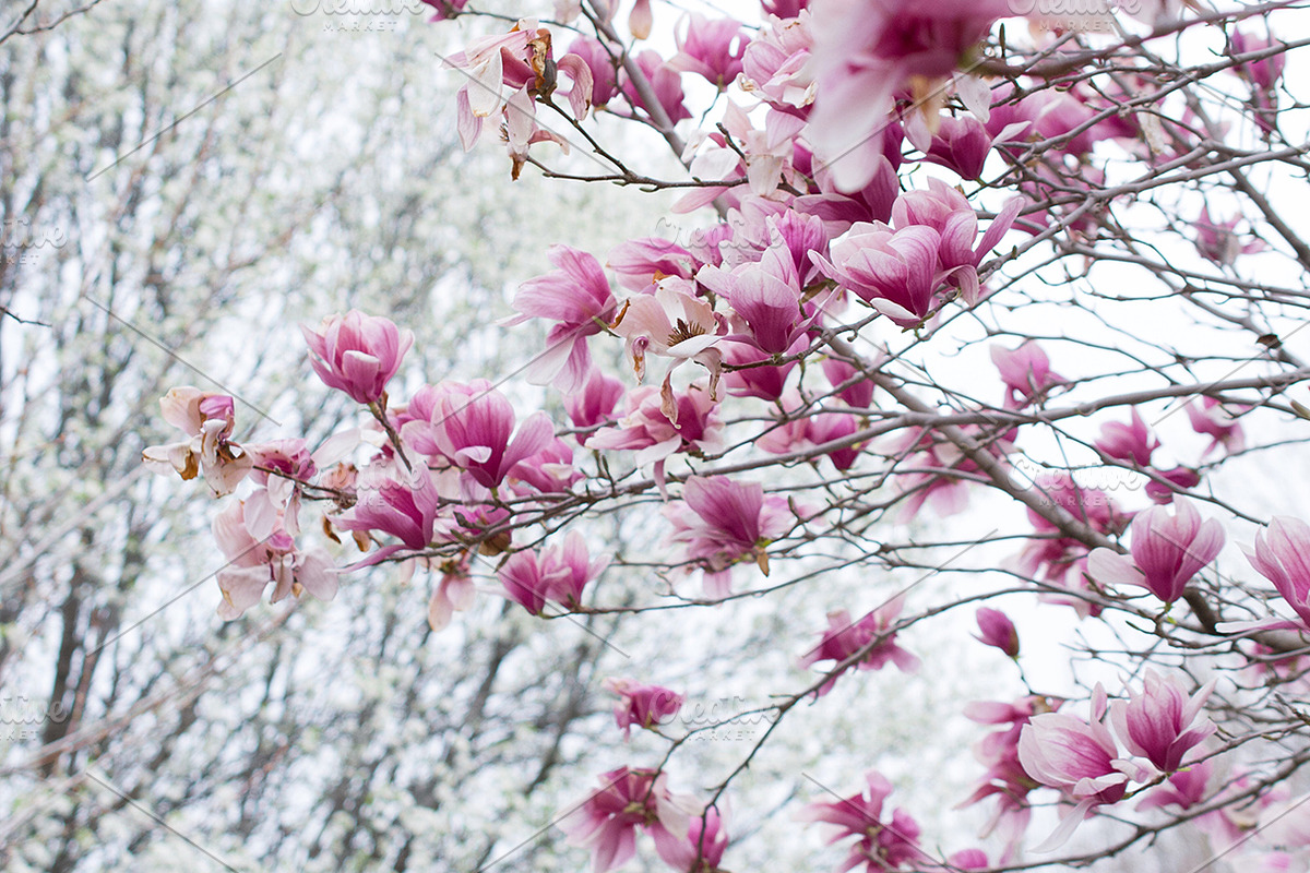 Magnolia tree blooming, a Nature Photo by Ana Dee Photography (Photo 1 of 2)