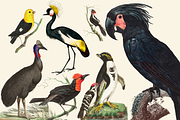 Black Birds Collection, an Animal Illustration by Lilithcollageart (Thumbnail 5 of 7)