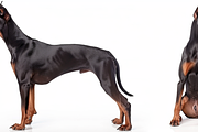 120+ Dog white background Bundle, an Animal Photo by Virgo Studio (Thumbnail 12 of 12)