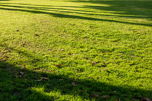 Green grass field with long shadows, a Wallpaper Photo by Imaginarium