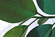 Tropic | Tropical Green Photo Bundle, a Nature Photo by MDSN Design (Thumbnail 6 of 16)
