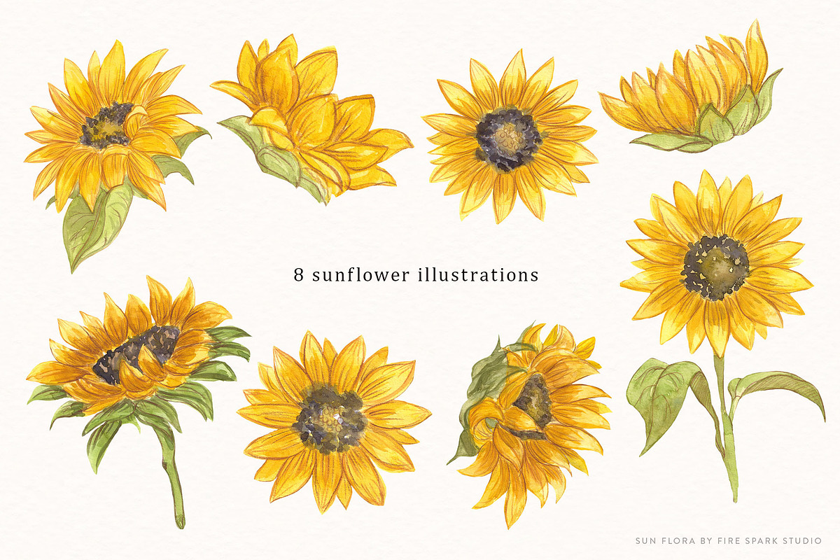 Sunflower Watercolor Illustrations, an Illustration by Fire Spark Studio (Photo 3 of 10)
