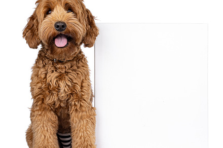Cobberdog on white background, an Animal Photo by Cat'chy Images by Nynke